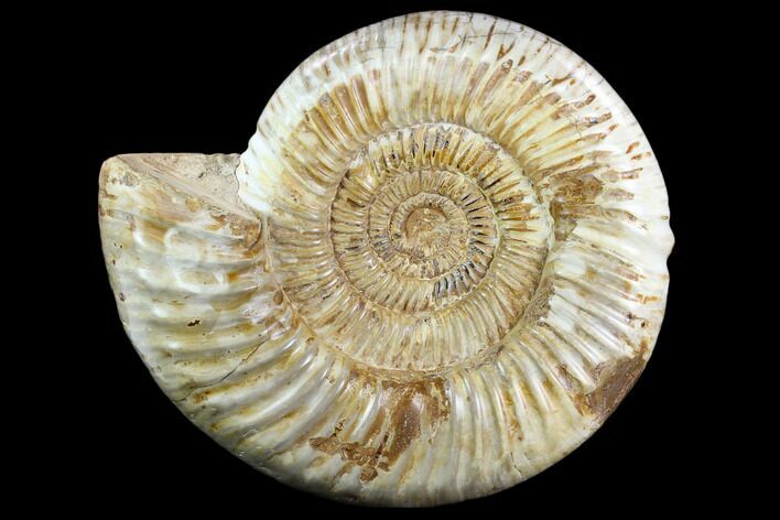 Jurassic Perisphinctes Ammonite #123300